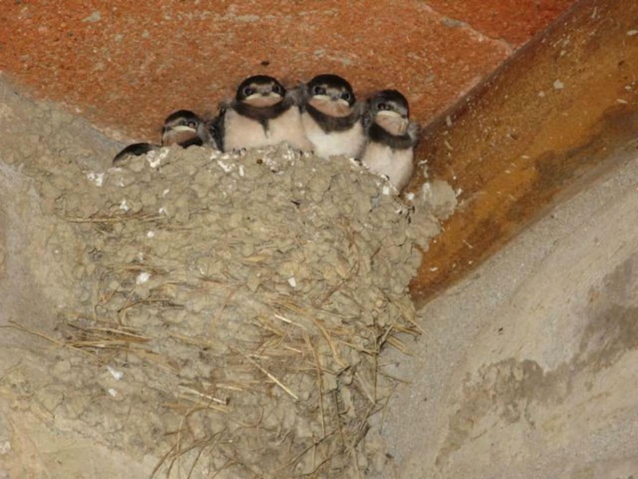 Lauro Apartman Castellina in Chianti Kültér fotó